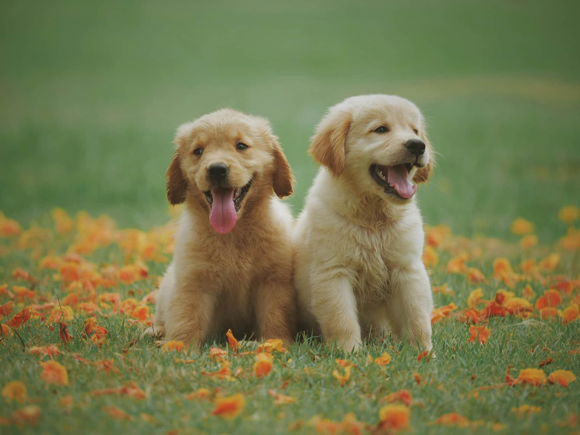 Calling all pet parents!